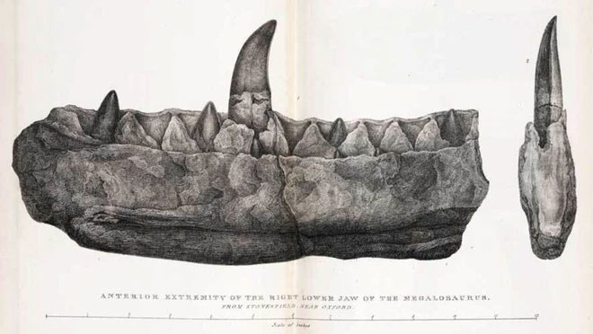 Hàm của Megalosaurus được mô tả trong một bản khắc dựa trên bản vẽ năm 1824 của Mary Morland. (Ảnh: Alamy).