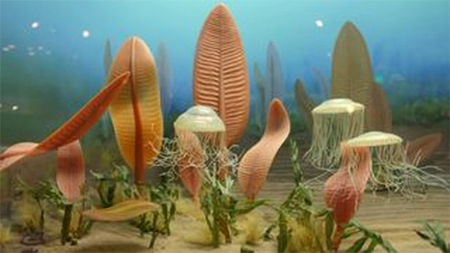 Mô hình sinh vật biển Ediacaran tại Viện Smithsonian, Mỹ (Ảnh: Ryan Soma).