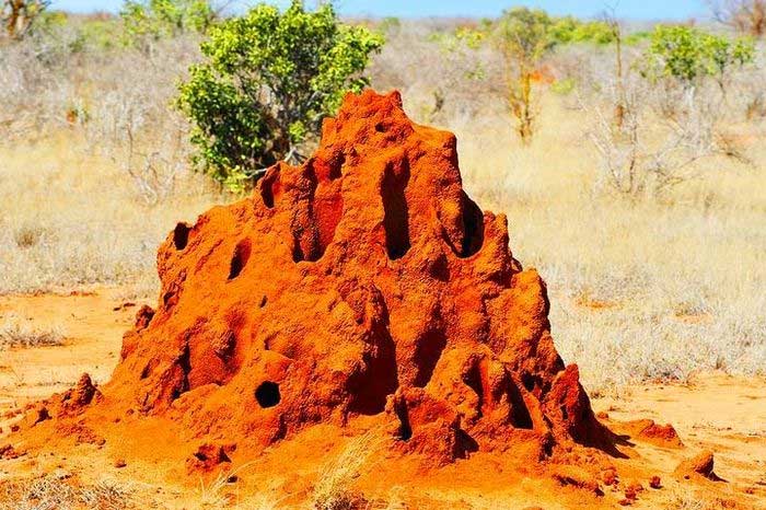 Ụ mối khổng lồ. (Ảnh: Tarangire National Park).