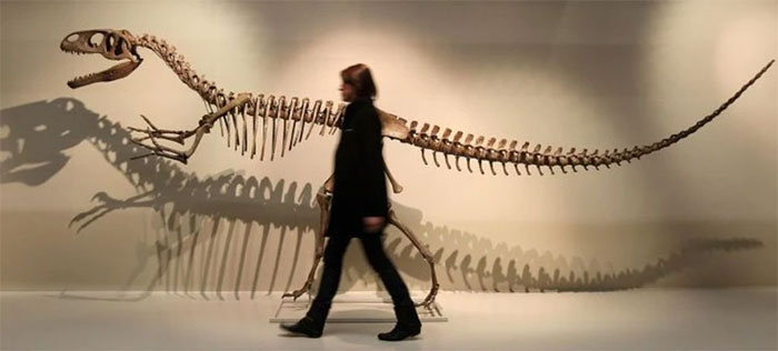 Các nhà cổ sinh vật học tin rằng Megalosaurus đi bằng hai chân. (Ảnh: PA/AP).